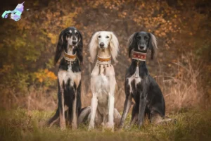 Read more about the article Saluki breeders and puppies in Nordjylland