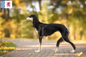 Read more about the article Saluki breeders and puppies in Nouvelle-Aquitaine