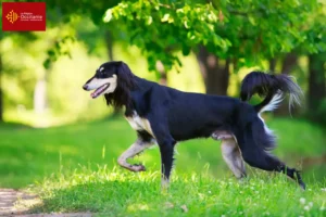 Read more about the article Saluki breeders and puppies in Occitania