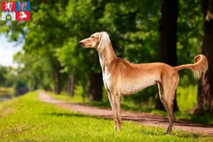 Read more about the article Saluki breeders and puppies in Pardubice