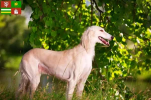 Read more about the article Saluki breeders and puppies in Pilsen