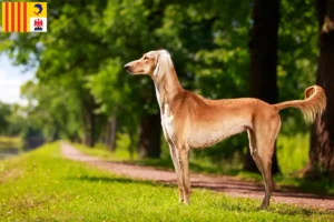 Read more about the article Saluki breeders and puppies in Provence-Alpes-Côte d’Azur