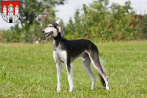 Read more about the article Saluki breeders and puppies in Salzburg