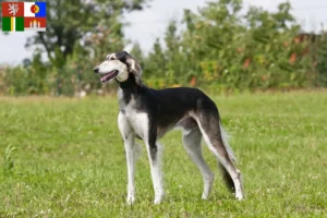 Read more about the article Saluki breeders and puppies in South Bohemia