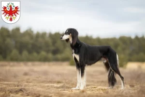 Read more about the article Saluki breeders and puppies in Tirol