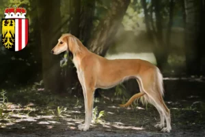 Read more about the article Saluki breeders and puppies in Upper Austria