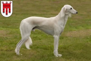 Read more about the article Saluki breeders and puppies in Vorarlberg