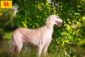 Read more about the article Saluki breeders and puppies in Walloon Region