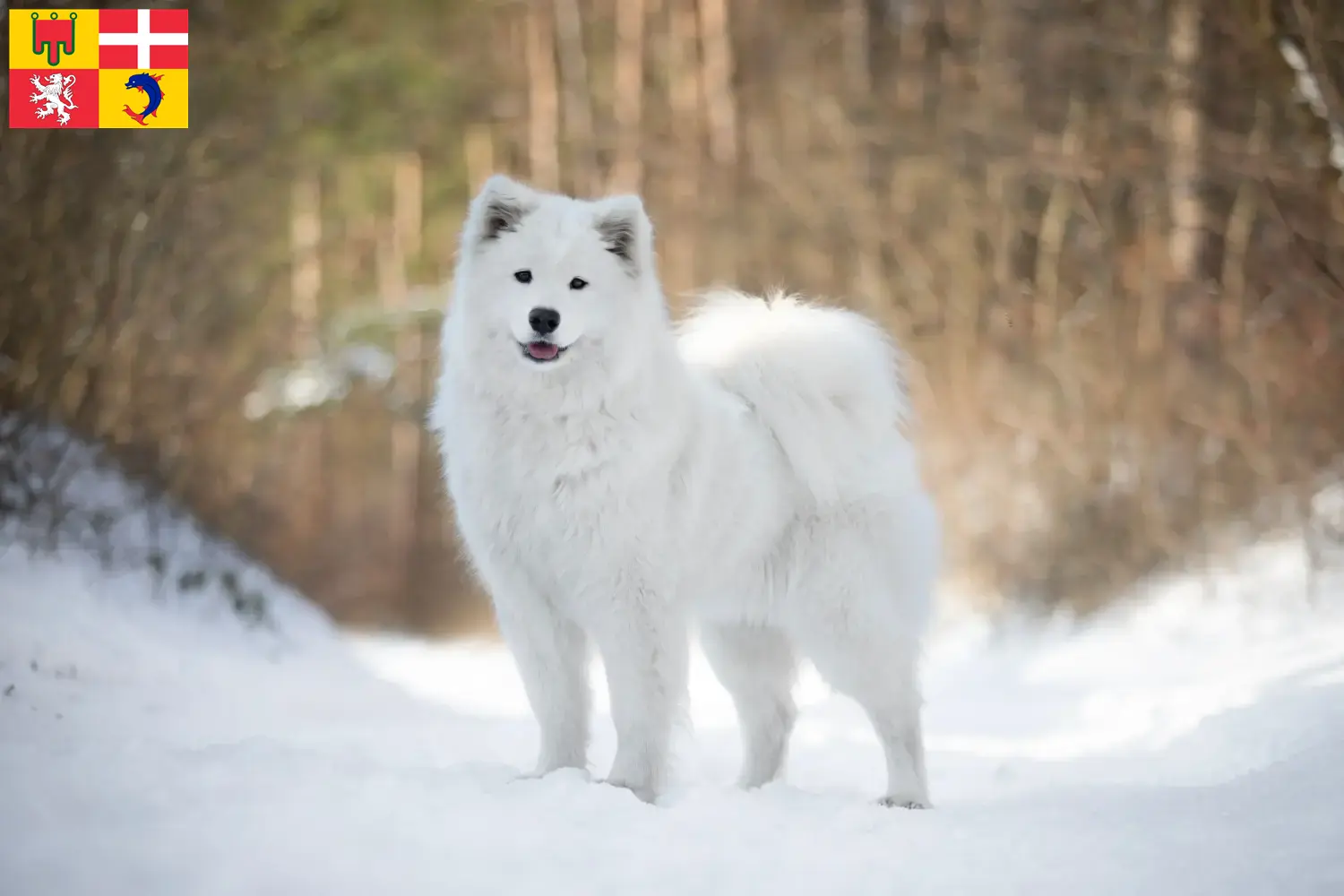 Read more about the article Samoyed breeders and puppies in Auvergne-Rhône-Alpes