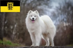 Read more about the article Samoyed breeders and puppies in Baden-Württemberg