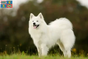 Read more about the article Samoyed breeders and puppies in Bourgogne-Franche-Comté