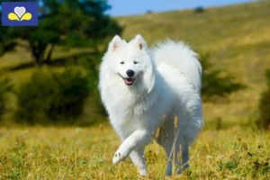 Read more about the article Samoyed breeders and puppies in the Brussels-Capital Region