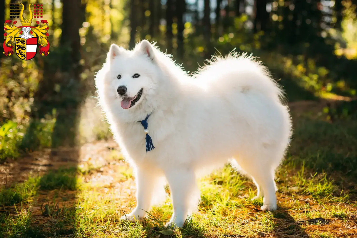 Read more about the article Samoyed breeders and puppies in Carinthia