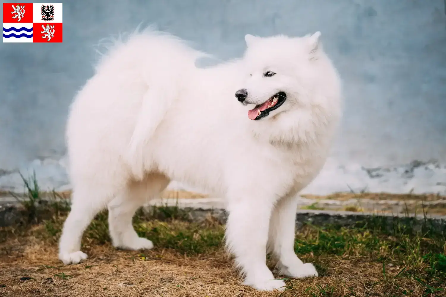 Read more about the article Samoyed breeders and puppies in Central Bohemia