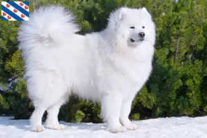 Read more about the article Samoyed breeders and puppies in Friesland