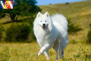 Read more about the article Samoyed breeders and puppies in Grand Est