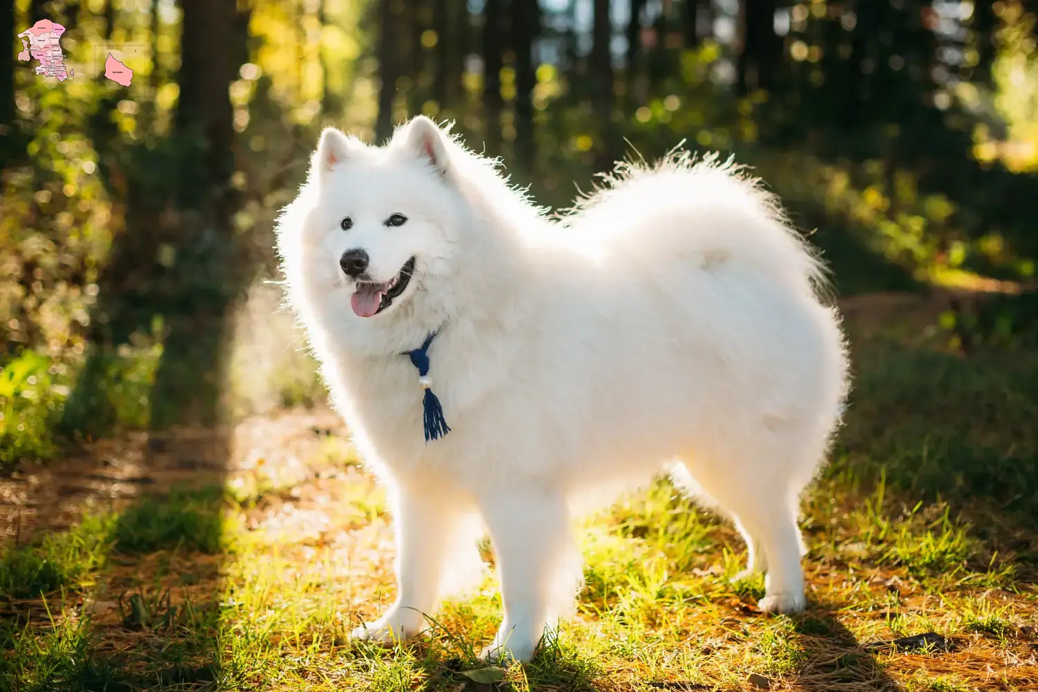 Read more about the article Samoyed breeders and puppies in Hovedstaden