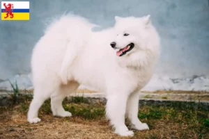 Read more about the article Samoyed breeders and puppies in Limburg