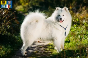 Read more about the article Samoyed breeders and puppies in Moravia-Silesia