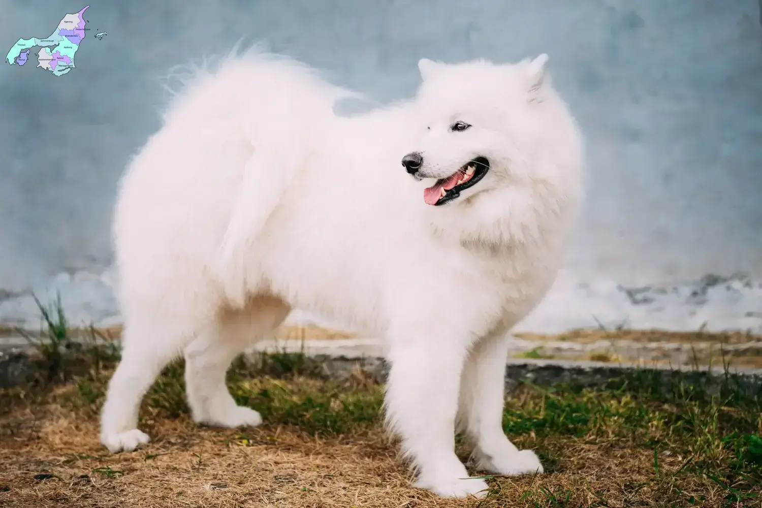 Read more about the article Samoyed breeders and puppies in Nordjylland