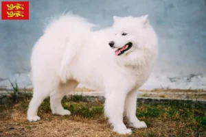 Read more about the article Samoyed breeders and puppies in Normandy