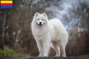 Read more about the article Samoyed breeders and puppies in North Holland