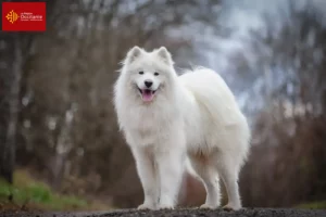 Read more about the article Samoyed breeders and puppies in Occitania