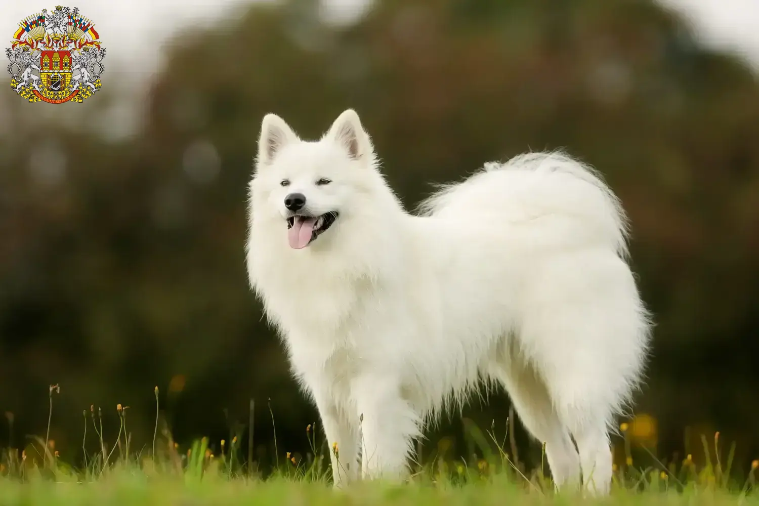 Read more about the article Samoyed breeders and puppies in Prague