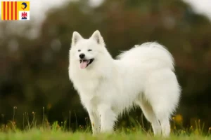 Read more about the article Samoyed breeders and puppies in Provence-Alpes-Côte d’Azur