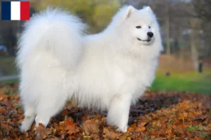 Read more about the article Samoyed breeders and puppies on Réunion