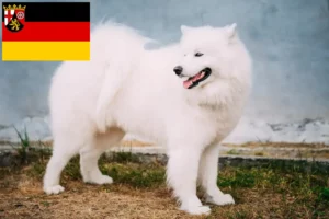 Read more about the article Samoyed breeders and puppies in Rhineland-Palatinate