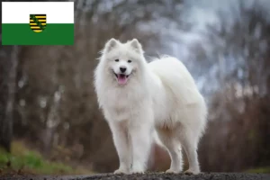 Read more about the article Samoyed breeders and puppies in Saxony