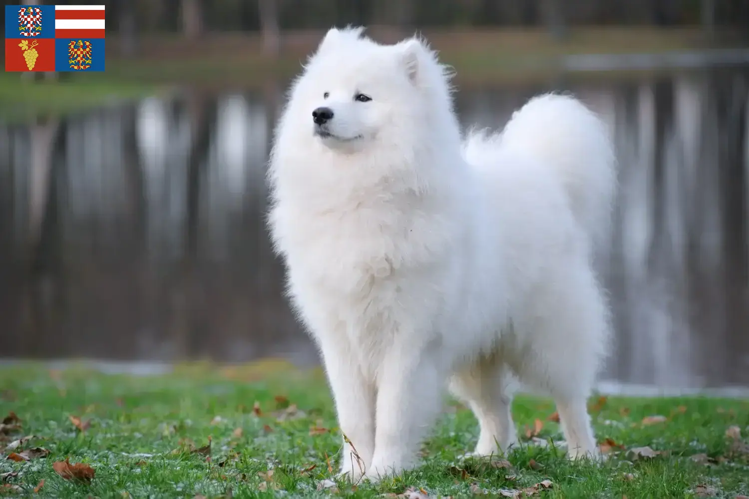 Read more about the article Samoyed breeders and puppies in South Moravia