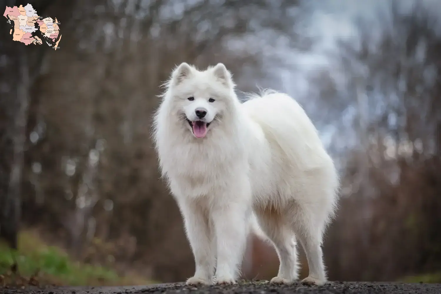 Read more about the article Samoyed breeders and puppies in Syddanmark