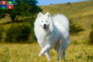 Read more about the article Samoyed breeders and puppies in Ústí