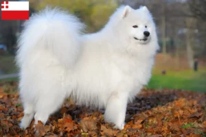 Read more about the article Samoyed breeders and puppies in Utrecht