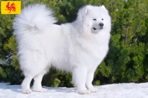 Read more about the article Samoyed breeders and puppies in Walloon Region