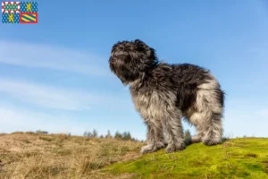 Read more about the article Schapendoes breeders and puppies in Bourgogne-Franche-Comté