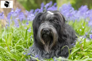 Read more about the article Schapendoes breeders and puppies in Corsica