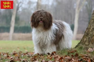 Read more about the article Schapendoes breeders and puppies in Normandy