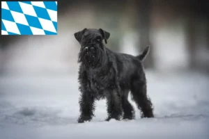 Read more about the article Schnauzer breeders and puppies in Bavaria