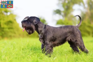 Read more about the article Schnauzer breeders and puppies in Bourgogne-Franche-Comté