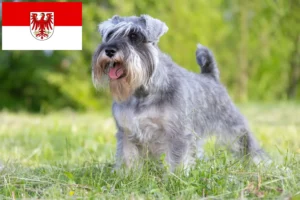 Read more about the article Schnauzer breeders and puppies in Brandenburg