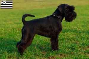 Read more about the article Schnauzer breeders and puppies in Brittany