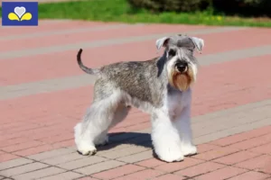 Read more about the article Schnauzer breeders and puppies in the Brussels-Capital Region