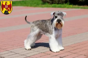 Read more about the article Schnauzer breeders and puppies in Burgenland