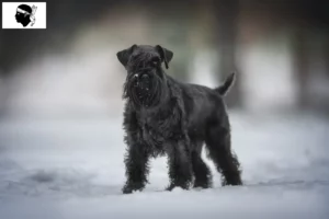 Read more about the article Schnauzer breeders and puppies in Corsica