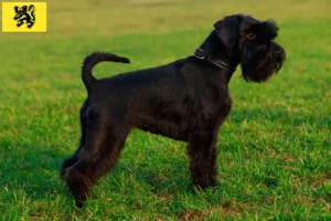 Read more about the article Schnauzer breeders and puppies in Flanders