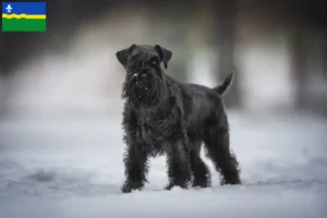 Read more about the article Schnauzer breeders and puppies in Flevoland