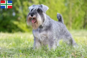 Read more about the article Schnauzer breeders and puppies in Groningen